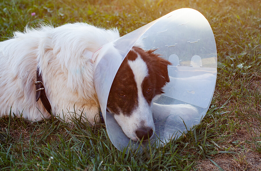 Injured By An Dog Attack? What You Need To Do To Get Compensated